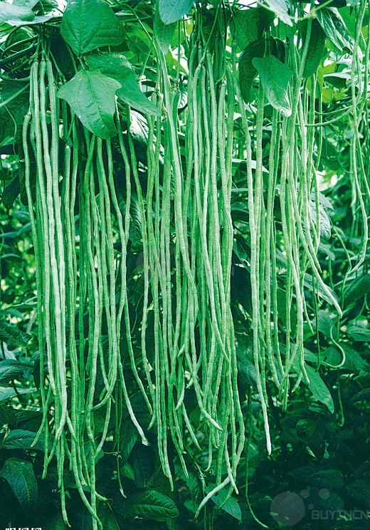 Vegetable seed Cowpea long bean green bean Garden Patio 